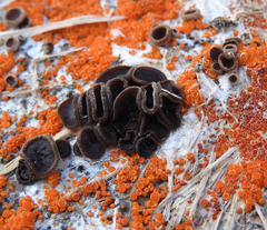 Pseudombrophila guldeniae