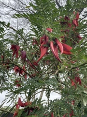 Clianthus