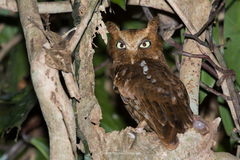 Otus spilocephalus