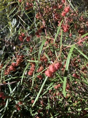 Lasiopetalum rufum