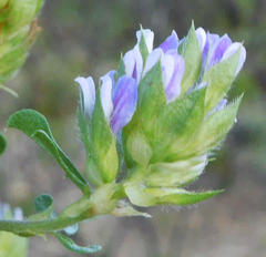 Psoralea fruticans