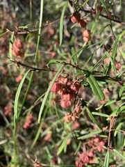 Lasiopetalum rufum