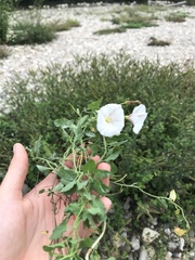 Convolvulus arvensis