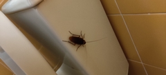 Periplaneta americana