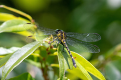 Burmagomphus vermicularis