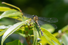 Burmagomphus vermicularis