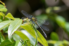 Burmagomphus vermicularis