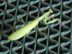 Mantis religiosa sinica