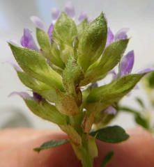Psoralea fruticans