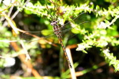 Syncordulia gracilis