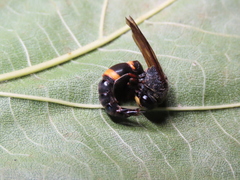Orancistrocerus drewseni