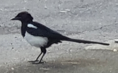 Pica pica