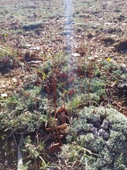 Eriogonum kennedyi austromontanum