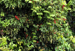 Laccodiscus pseudostipularis