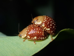 Paropsis ornata