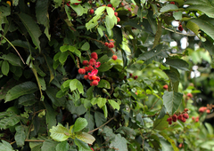 Laccodiscus pseudostipularis