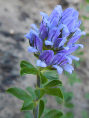 Psoralea fruticans