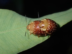 Paropsis ornata