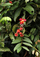 Laccodiscus pseudostipularis