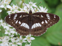 Limenitis doerriesi
