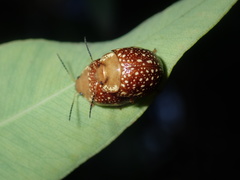 Paropsis ornata