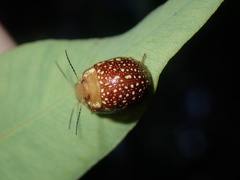 Paropsis ornata