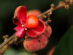 Laccodiscus pseudostipularis