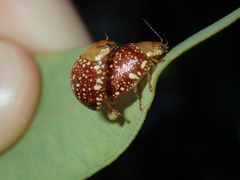 Paropsis ornata