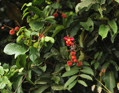 Laccodiscus pseudostipularis