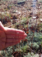 Eriogonum kennedyi austromontanum