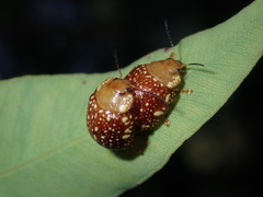 Paropsis ornata
