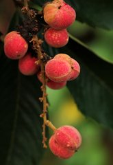 Laccodiscus pseudostipularis