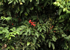 Laccodiscus pseudostipularis