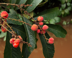 Laccodiscus pseudostipularis