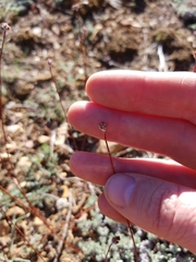 Eriogonum kennedyi austromontanum