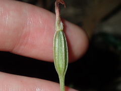 Pterostylis oblonga