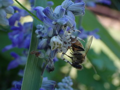 Thomisus okinawensis