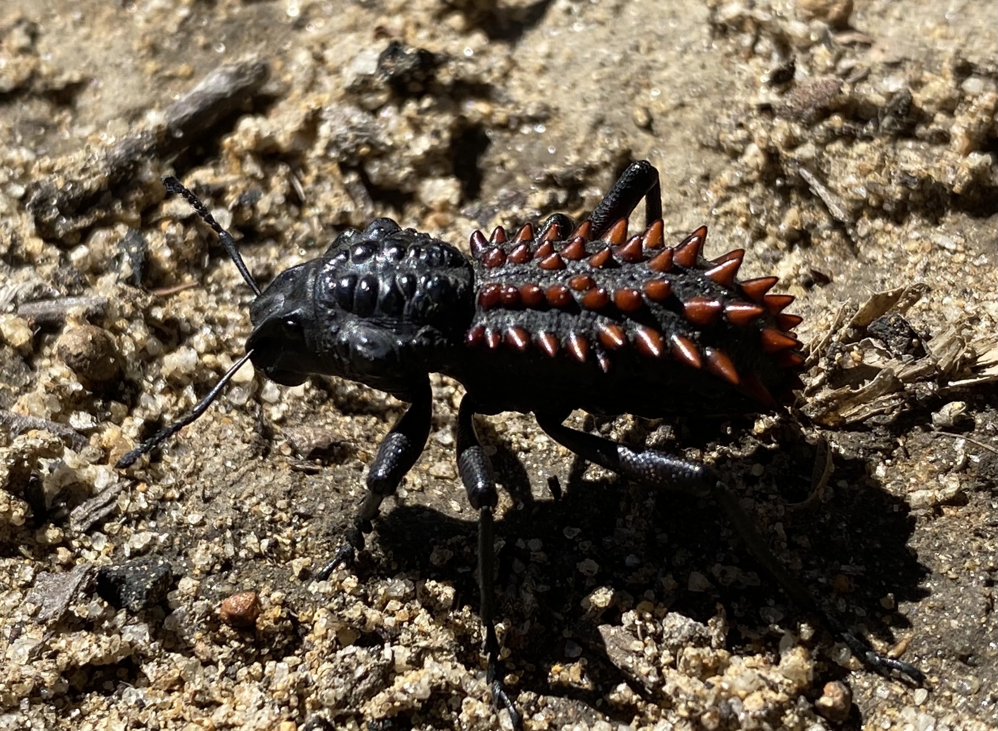 Genus Gagatophorus · iNaturalist