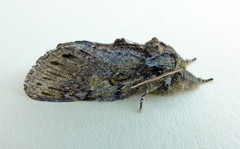 Peridea anceps