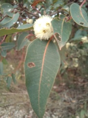 Eucalyptus marginata marginata