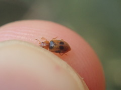 Coccidula scutellata