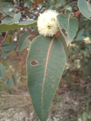 Eucalyptus marginata marginata