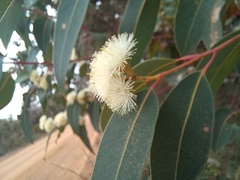 Eucalyptus marginata marginata