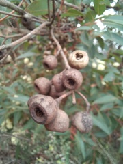 Eucalyptus marginata marginata