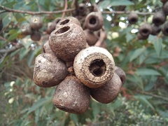 Eucalyptus marginata marginata
