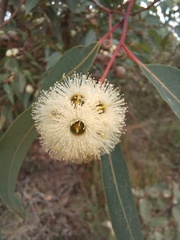 Eucalyptus marginata marginata