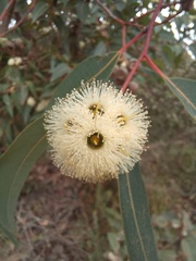 Eucalyptus marginata marginata