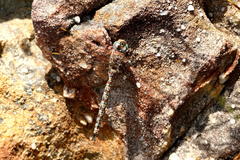 Pinheyschna subpupillata