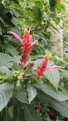 Aphelandra sinclairiana