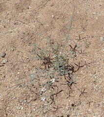 Hypertelis spergulacea